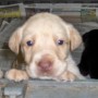 yellow pup posing for camera