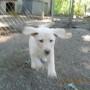 yellow pup running