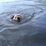 yellow pup swiming