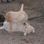 yellow pups playing