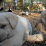 yellow pups playing