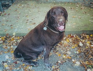 COOPER SIDE VIEW