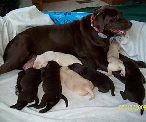 MAUI-LARGO PUPS 08 TWO WEEKS