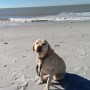 Sonny on Sanibel Island