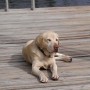 Sonny on dock