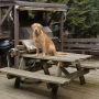 On picnic table