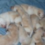 Careen pups-5