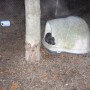 black pup in kennel