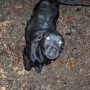 black pup looking up