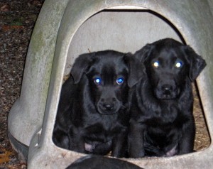 black pups-4