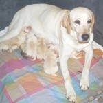 IVORY-PUPPIES