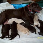 MAUI-LARGO PUPS 08 TWO WEEKS