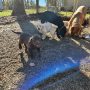 big dogs cleaning up bowl